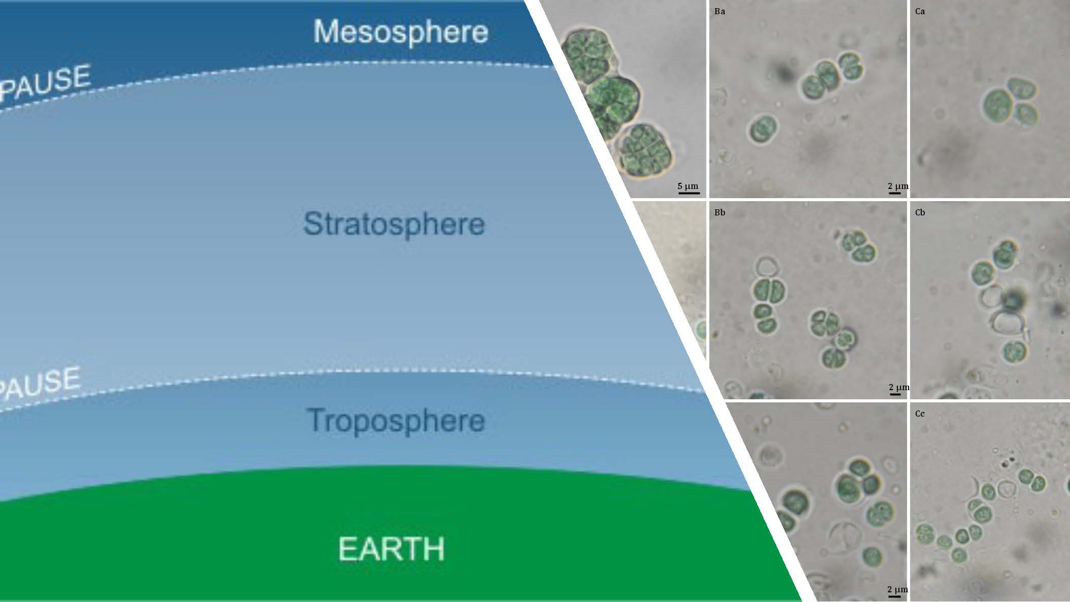 Aerobiology of Algae and Cyanobacteria