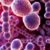 Computer artwork of chains of Streptococcus pneumoniae bacteria