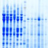 SDS-PAGE protein fractionation