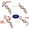 Effect of PARP, BRCA and PARP inhibition on DNA replication