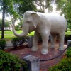 Statue of Jumbo (Tufts University's official mascot) on the north side of Barnum Hall at Tufts University campus