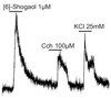 [6]-shogaol-induced [Ca2+]i increase