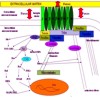 Signaling pathways