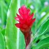 Ginger flower