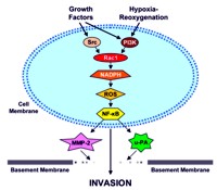 Model for Rac1/ROS/NF-κB-mediated pancreatic cancer invasion