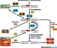 Cellular processing and repair of alkylating agent induced O6meG lesions in DNA by MGMT