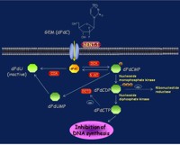 Cellular metabolism of gemcitabine