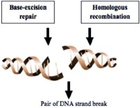 Schematic representation of PARP and BRCA mediated DNA repair