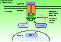 Schematic representation of the mechanism of action of the Janus kinase inhibitors