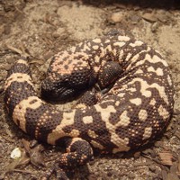 Gila monster (Heloderma suspectum)