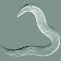 Caenorhabditis elegans (from Wikipedia: http://en.wikipedia.org/wiki/Caenorhabditis_elegans)