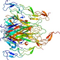 Structure of the TNFSF10 protein