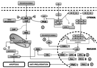 Mechanisms of glucocorticoid-induced death in pancreatic β cells