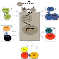 The non-canonical Hedgehog pathway