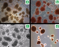 Isolated Chick B islets