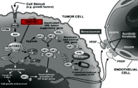 Mode of action of everolimus.