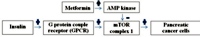 Metformin disrupts G protein-coupled receptor and insulin signaling and pancreatic cancer growth