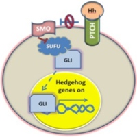 Hedgehog pathway (cancer cell)