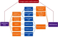 Diagnostic algorithm of the different foregut cystic malformations