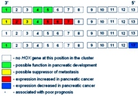 The arrangement of HOX genes in the mammalian genome