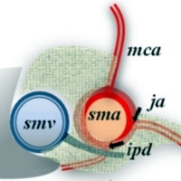 Technical illustration of the transverse plane (detail)