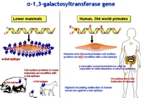 Hyperacute rejection and immunotherapeutic applications