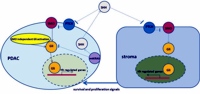 Sonic hedgehog (SHH) ligand is produced from pancreatic ductal adenocarcinoma cells