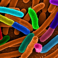 Escherichia coli