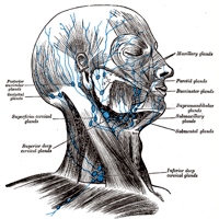 Superficial lymph glands and lymphatic vessels of head and neck