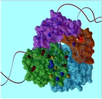 XPD protein