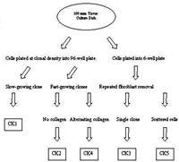 Flow diagram of the procedure