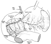 Arrangement of bile and pancreatic ducts in the laboratory rat