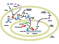 Mechanism of NF-κB action.