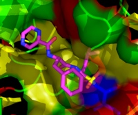 Illustration of the proteasome inhibitor bortezomib bound to an assembled yeast proteasome core (PDB ID 2F16)