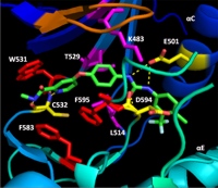 Sorafenib BRAF labeled