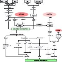A template for the pathogenesis of chronic pancreatitis