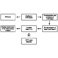 Schematic representation of TGFbeta1 signal transduction pathway via Smad proteins