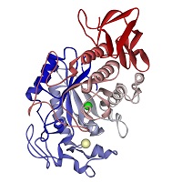 Ribbon diagram of human salivary alpha-amylase