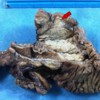 Pancreaticoduodenectomy specimen showed a growth the periampullary region (arrow)