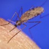Malaria (plasmodium vivax)