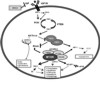 The IGF-1 downstream molecular pathway