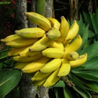 Musa paradisiacae