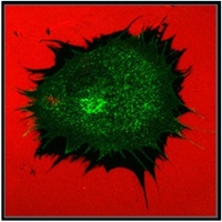 Matrix degradation by MT1-MMP